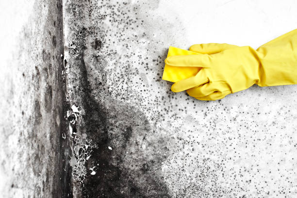 Certified Mold Removal in Fort Atkinson, WI