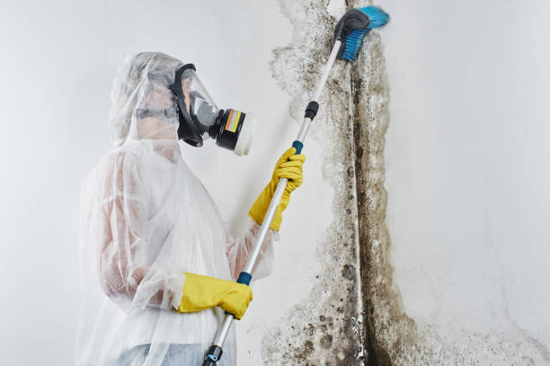Office Mold Removal Services in Fort Atkinson, WI
