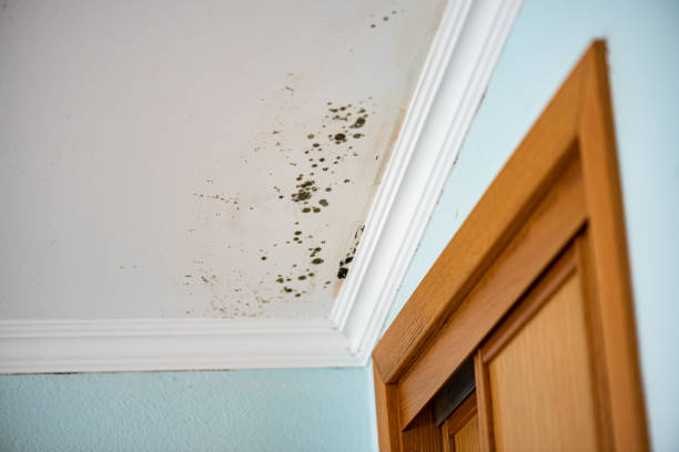 Best Attic Mold Removal  in Fort Atkinson, WI