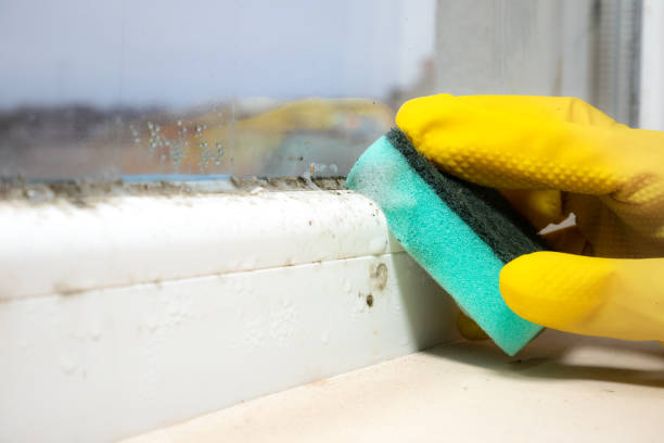 Best Mold Removal Company Near Me  in Fort Atkinson, WI