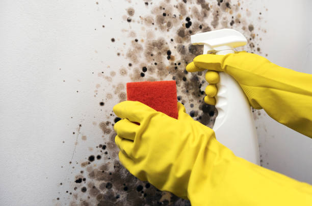 Best Same-Day Mold Removal  in Fort Atkinson, WI