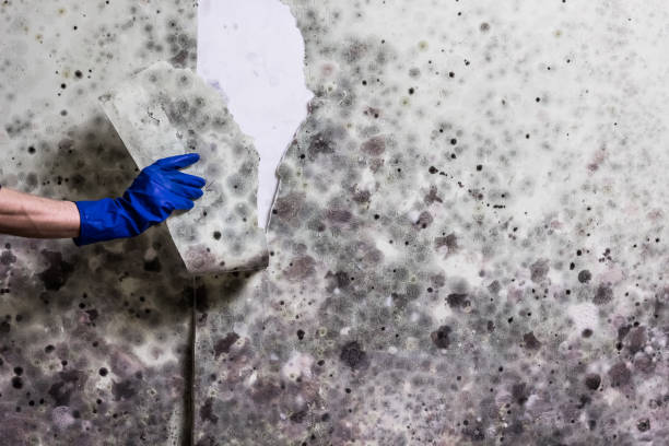 Best Mold Removal Company Near Me  in Fort Atkinson, WI